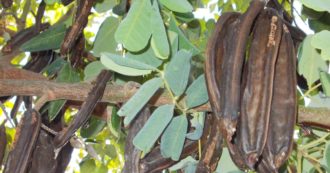 Copertina di Dalla carruba la bevanda naturale che aiuta a perdere peso? Parla l’esperto: “Favorisce la sazietà e la stabilità della glicemia, ma non fa miracoli”