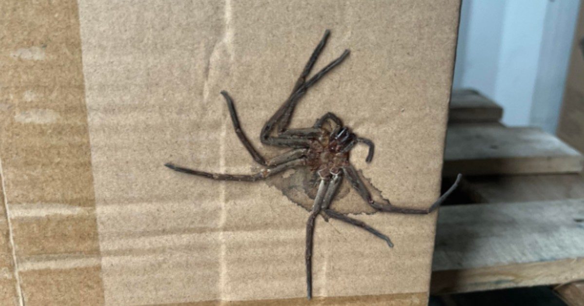 Ordina online e il pacco arriva con una ‘sorpresa’: un ragno di 10 cm