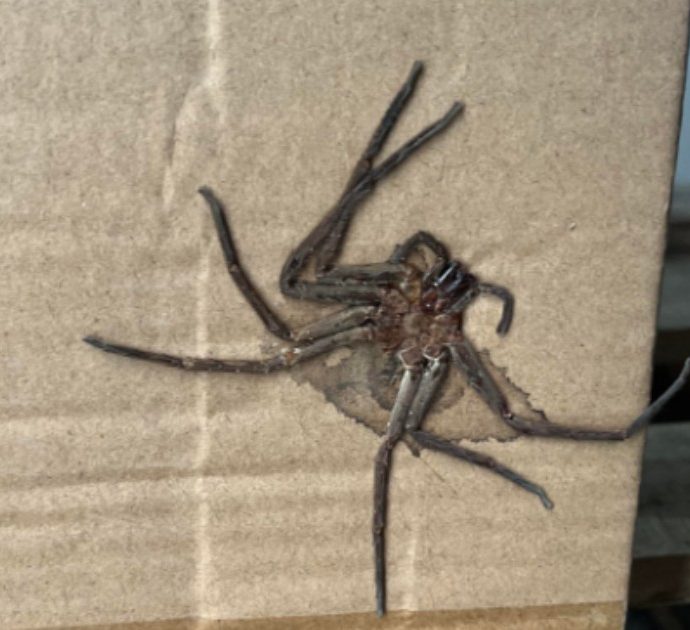 Ordina online e il pacco arriva con una ‘sorpresa’: un ragno di 10 cm