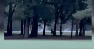 Copertina di Monza, maestoso cervo ricompare nel parco della Villa Reale. Potrebbe essere arrivato lungo il Lambro