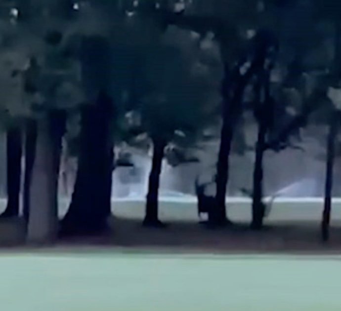 Monza, maestoso cervo ricompare nel parco della Villa Reale. Potrebbe essere arrivato lungo il Lambro