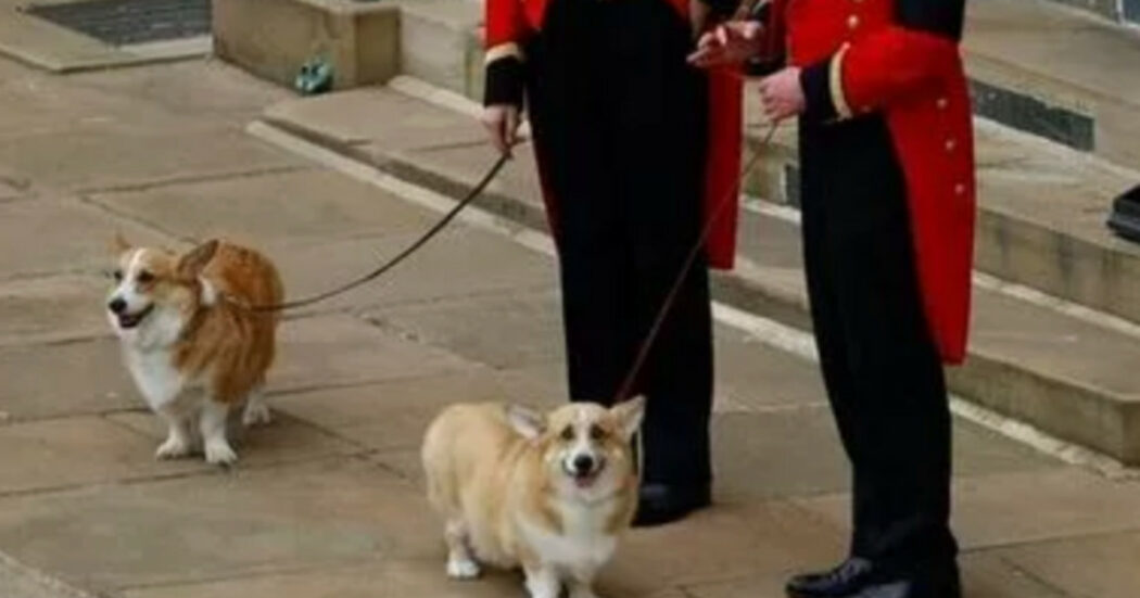 https://st.ilfattoquotidiano.it/wp-content/uploads/2022/09/19/corgi1200-1050x551.jpg