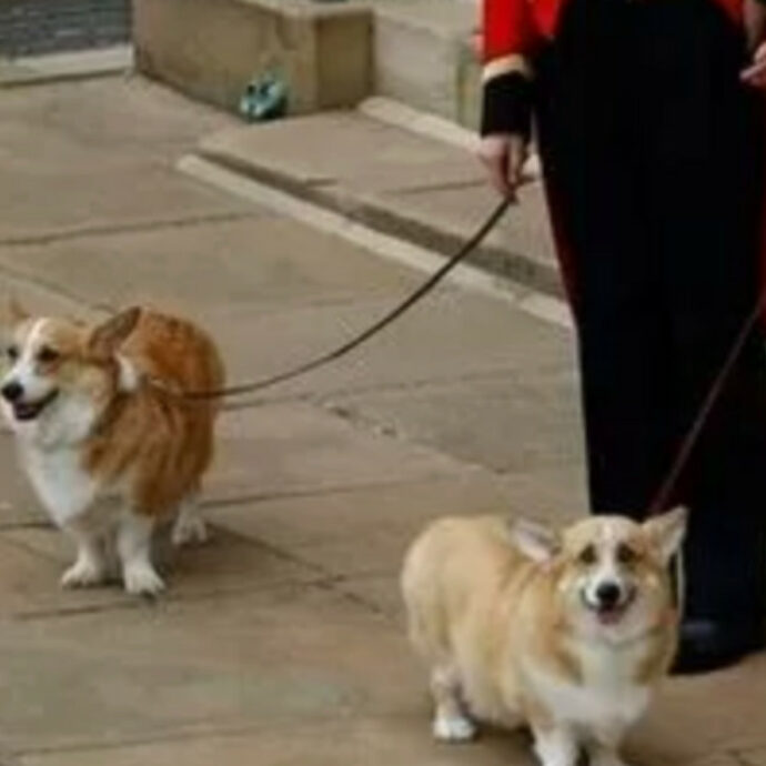 I due corgi della regina Elisabetta sono stati avvistati al funerale