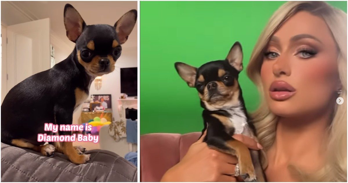 Paris Hilton ha perso il suo chihuahua Diamond Baby, l’appello disperato: “Ci sarà una grande ricompensa a chi me lo riporta, non farò domande”