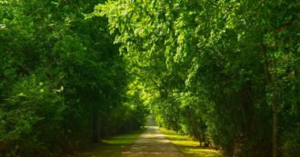 Copertina di Siate pazienti, siate benevoli, siate semplici: in pratica, siate alberi