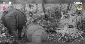 Copertina di Indonesia, immortalati rarissimi esemplari di rinoceronte di Giava: le immagini di mamma e figlio – Video