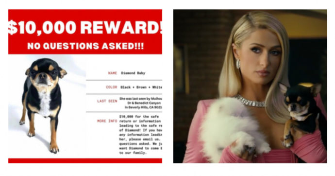 Paris Hilton, il suo chihuahua “rapito e mangiato da un coyote”: l’ereditera aveva offerto una ricompensaper riaverlo