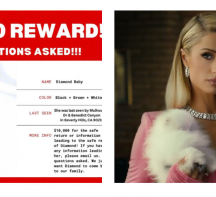 Paris Hilton, il suo chihuahua “rapito e mangiato da un coyote”: l’ereditera aveva offerto una ricompensaper riaverlo