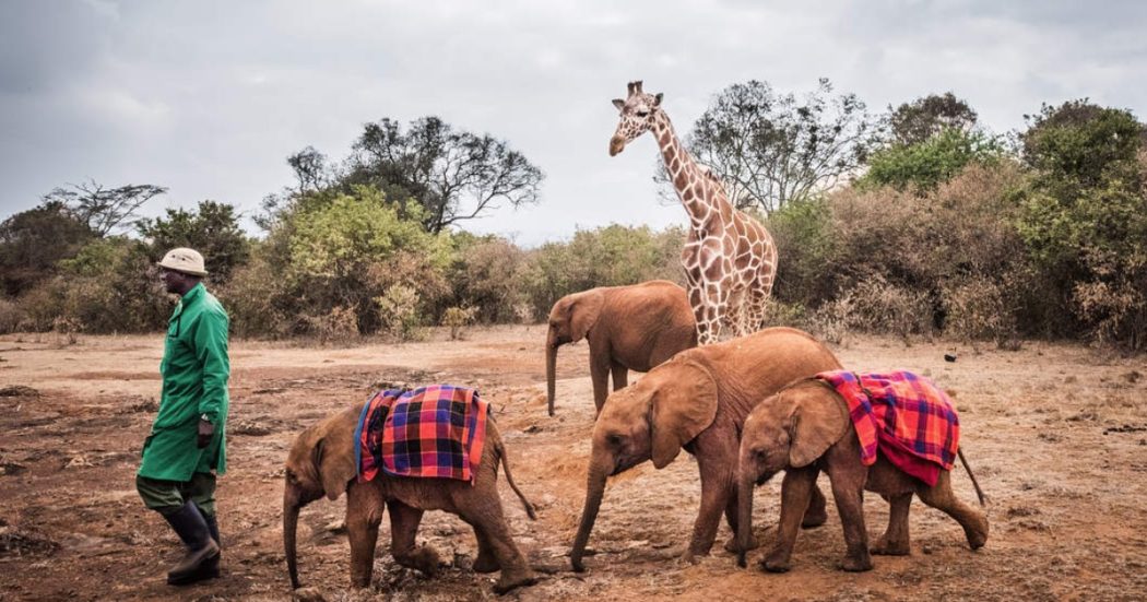 Transafricana a Nairobi, così abbiamo conosciuto gli elefantini orfani e ‘guardato negli occhi’ le giraffe