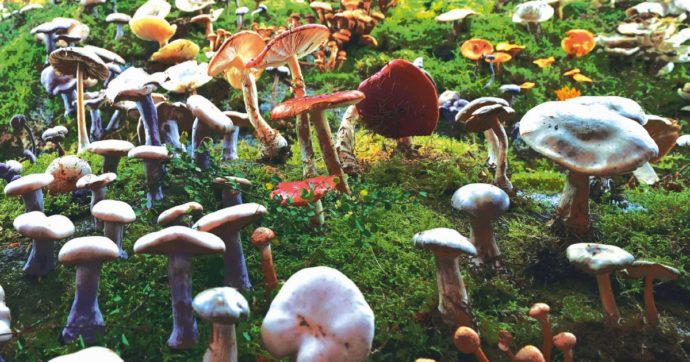 Copertina di Funghi, caffè ed erbette: la Natura è un vero sballo