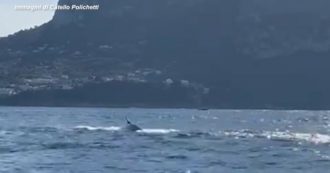 Copertina di Punta Campanella, le balene “danzano” nelle acque dell’area marina protetta – Video
