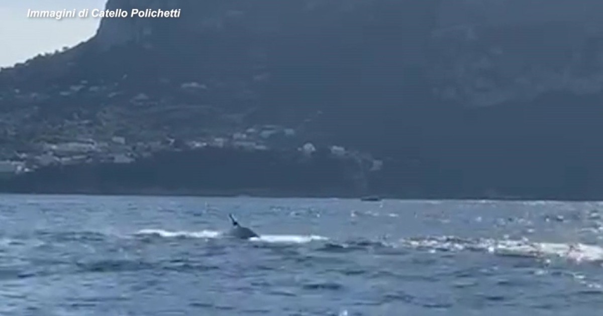 Punta Campanella, le balene “danzano” nelle acque dell’area marina protetta – Video