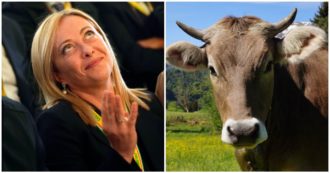 Copertina di Cento mucche a Giorgia Meloni per chiederle di sposarlo, l’offerta del generale dell’Uganda: “Pronto a conquistare Roma se le rifiuta”