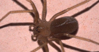 Copertina di Allarme ragno violino a Roma: “Piaghe doloranti con pus e gonfiore, i casi di morsi velenosi sono in aumento”. Gli esperti: “Ecco cosa fare in caso di puntura”