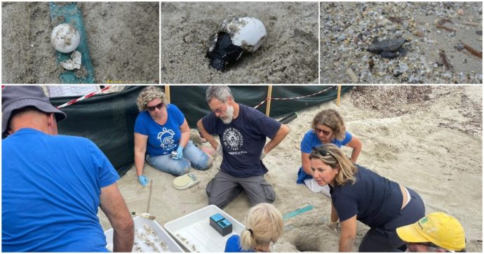 Sant’Andrea, la culla di 70 tartarughe (nonostante turisti e ombrelloni): la spiaggia dell’Elba ora diventa un fenomeno da studiare