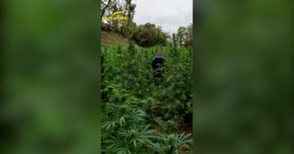 Copertina di Lago d’Iseo, scoperta una maxi piantagione di marijuana di 2500 metri quadrati: le immagini della Finanza