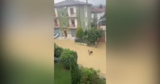 Copertina di Crisi climatica, forti piogge nelle Marche: a Matelica le strade si trasformano in fiumi di fango – Video