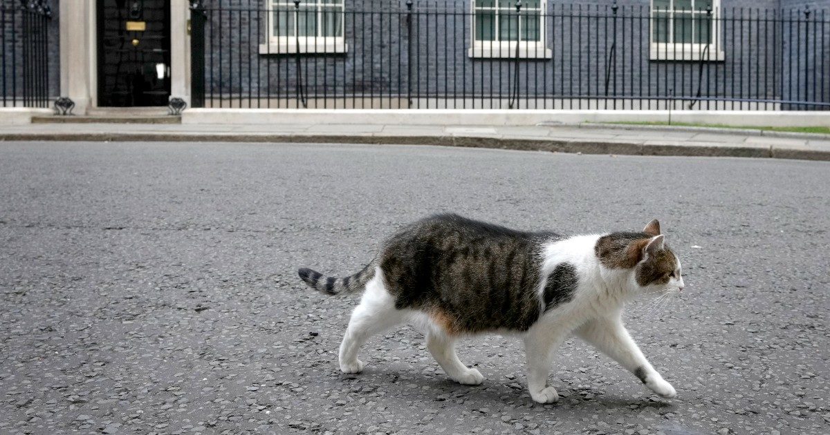 Il gatto Larry mette in fuga una volpe: è lui il vero guardiano di Downing Street