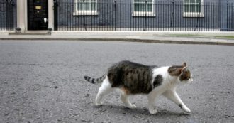 Copertina di Il gatto Larry mette in fuga una volpe: è lui il vero guardiano di Downing Street