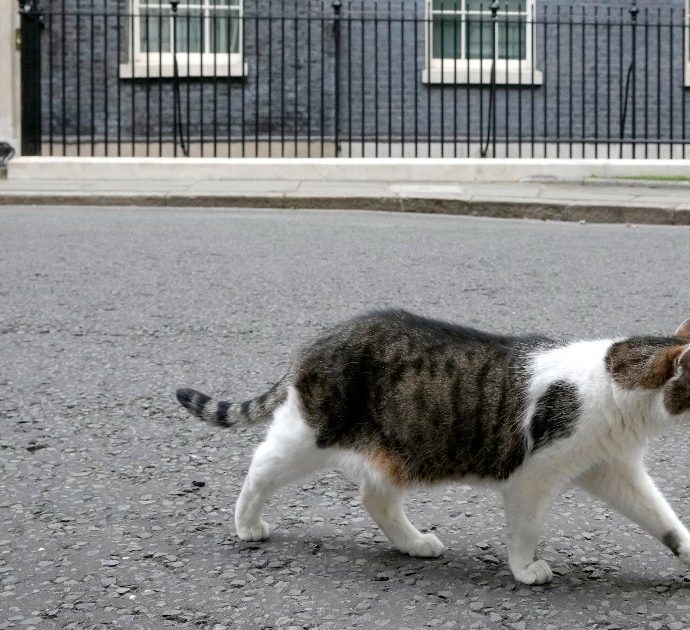 Il gatto Larry mette in fuga una volpe: è lui il vero guardiano di Downing Street