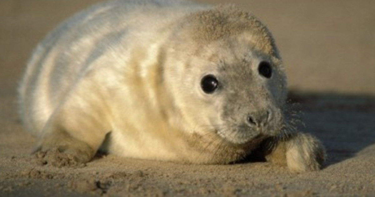 Turisti uccidono un cucciolo di foca per farsi un selfie: “Lo hanno afferrato e portato sulla spiaggia…”