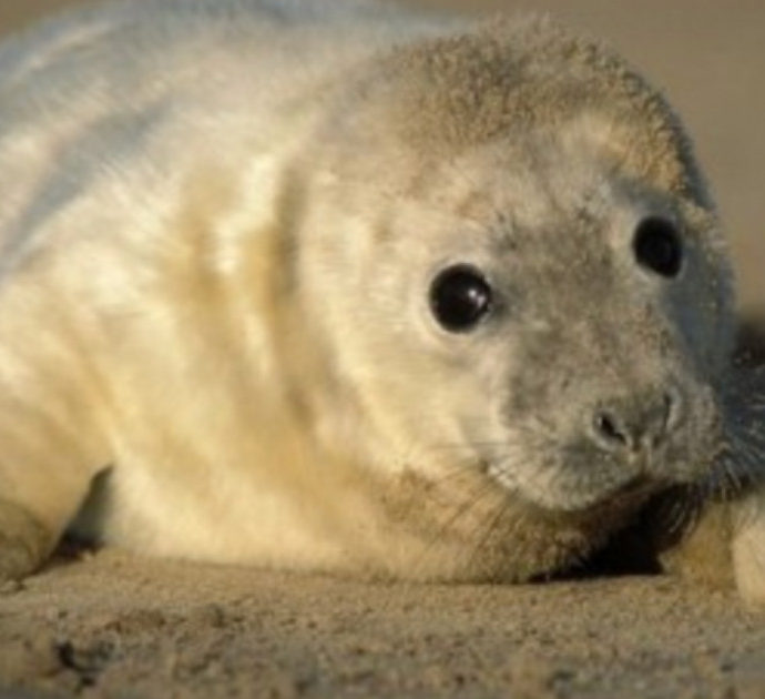 Turisti uccidono un cucciolo di foca per farsi un selfie: “Lo hanno afferrato e portato sulla spiaggia…”