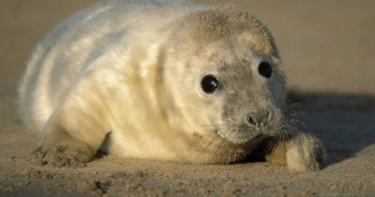 Tourists kill a baby seal to take a selfie