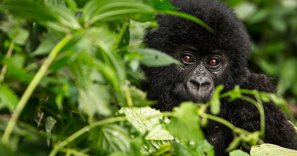 Gorilla lancia una pietra sulla folla e ferisce un turista alla testa. Lo zoo avverte: “Non provocateli, reagiscono in modo imprevedibile”