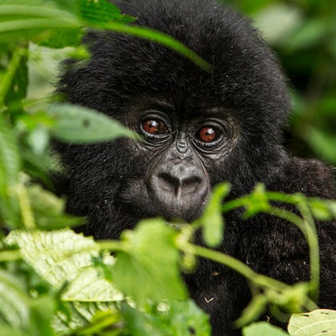 Gorilla lancia una pietra sulla folla e ferisce un turista alla testa. Lo zoo avverte: “Non provocateli, reagiscono in modo imprevedibile”