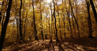 Copertina di Tante promesse, pochi alberi ancora in piedi: il bluff della riforestazione
