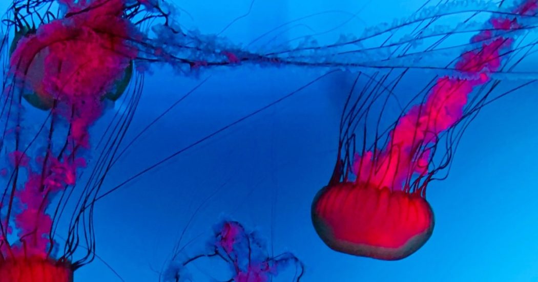 Dream of Sophia unisce ispirazione onirica, amore per la conoscenza e ricerca spirituale