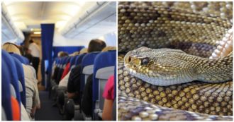 Copertina di C’è un serpente che striscia tra i sedili dell’aereo: panico a bordo di un volo della United Airlines