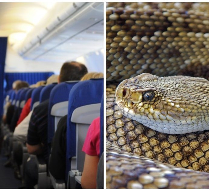 C’è un serpente che striscia tra i sedili dell’aereo: panico a bordo di un volo della United Airlines
