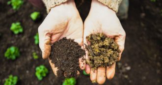 Copertina di Agricoltura biodinamica, cos’è e dove trovare i suoi prodotti