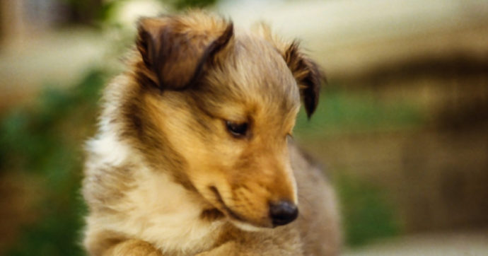 Un cane cambia la vita: le raccolte fondi su GoFundMe per alcuni amici a quattro zampe