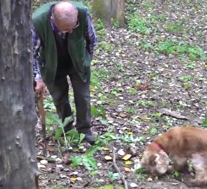 La storia di Leo, il cocker spaniel che ha perso la vista ma diventa un “campione” nel cercare i tartufi