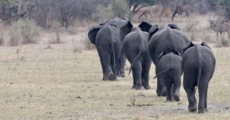 Copertina di Nel Malawi del Sud tra i Big5 e le piantagioni di tè: un paradiso. Ora la Transafricana fa rotta verso il Mozambico