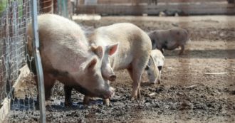 Copertina di “Salvate i nostri maiali, l’acqua sta salendo nelle stalle”: la disperazione di agricoltori e allevatori in Romagna