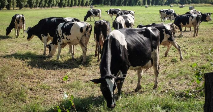 Mucche allo stato brado attaccano una famiglia di escursionisti nel Trevigiano: padre calpestato e trascinato per metri