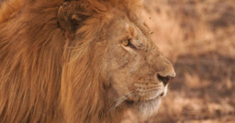 Copertina di Paura allo zoo: cinque leoni scappano dalla gabbia. I visitatori: “Ci hanno chiusi in un edificio, pensavamo a un’esercitazione”