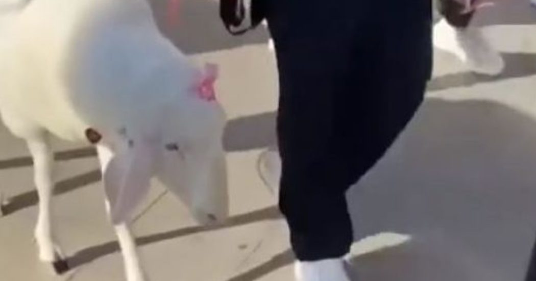 Venezia, una pecora a spasso per le calli. Interviene l’assessore: “Non sta sporcando la città come fanno alcune persone”