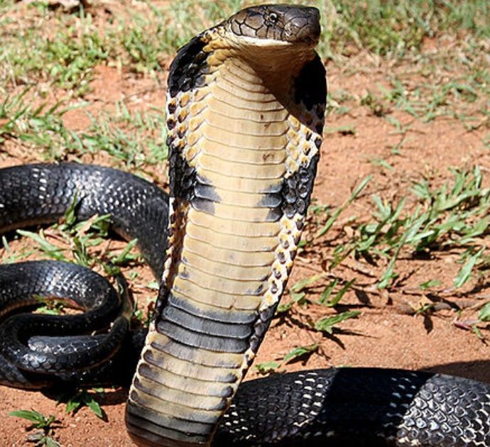 Bambino di otto anni morso da un cobra: lui lo morde a sua volta e lo uccide