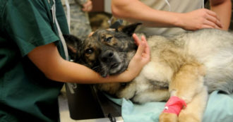 Sono una veterinaria e l’articolo sul sito Fnovi mi indigna: come altri colleghi, #iononsonoMarta