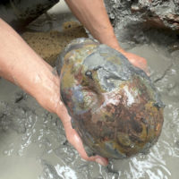La testa di un bimbo, in occasione della scoperta di un deposito votivo negli scavi di San Casciano dei Bagni, 8 novembre 2022. ANSA/ JACOPO TABOLLI  ++HO – NO SALES EDITORIAL USE ONLY++