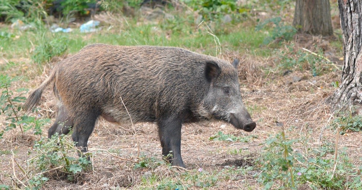 Viene scambiato per un cinghiale durante la battuta di caccia: 53enne ucciso da un proiettile