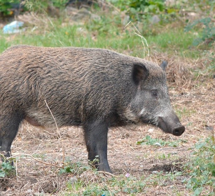 “Non siamo più liberi di passeggiare nemmeno sotto casa, così è davvero troppo”: cinghiale entra in un condominio di Roma e scatena il caos