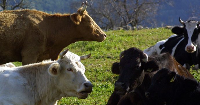 La mucca gli dà un calcio: morto un agricoltore di 62 anni in provincia di Parma