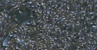 Copertina di Chivasso, migliaia di pesci boccheggianti: la strana anomalia di un affluente del Po – Video