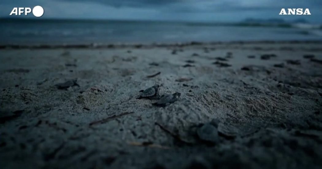 Piccole tartarughe liberate sulla spiaggia di Panama: lo spettacolo della corsa verso l’Oceano Pacifico – Video