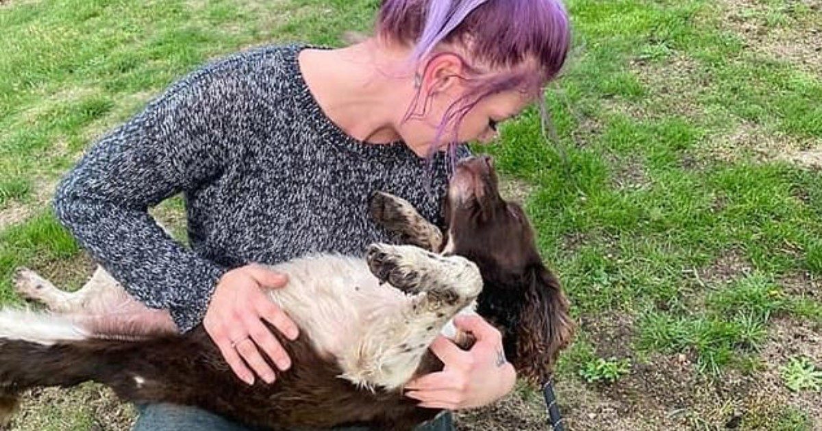 Seppellisce il cane in giardino e cinque giorni dopo se lo ritrova alla porta di casa vivo e vegeto: che cosa è successo alla Spaniel di nome Maisie?